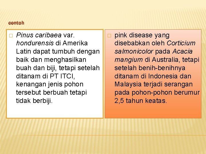 contoh � Pinus caribaea var. hondurensis di Amerika Latin dapat tumbuh dengan baik dan