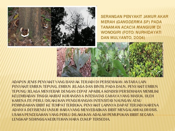 SERANGAN PENYAKIT JAMUR AKAR MERAH (GANODERMA SP) PADA TANAMAN ACACIA MANGIUM DI WONOGIRI (FOTO: