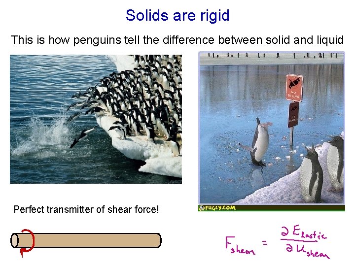 Solids are rigid This is how penguins tell the difference between solid and liquid