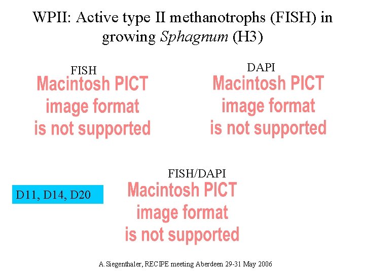 WPII: Active type II methanotrophs (FISH) in growing Sphagnum (H 3) DAPI FISH/DAPI D