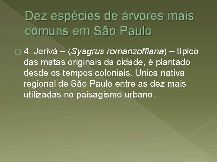 Dez espécies de árvores mais comuns em São Paulo � 4. Jerivá – (Syagrus