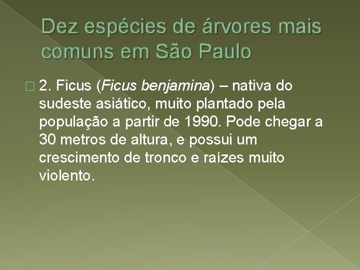 Dez espécies de árvores mais comuns em São Paulo � 2. Ficus (Ficus benjamina)