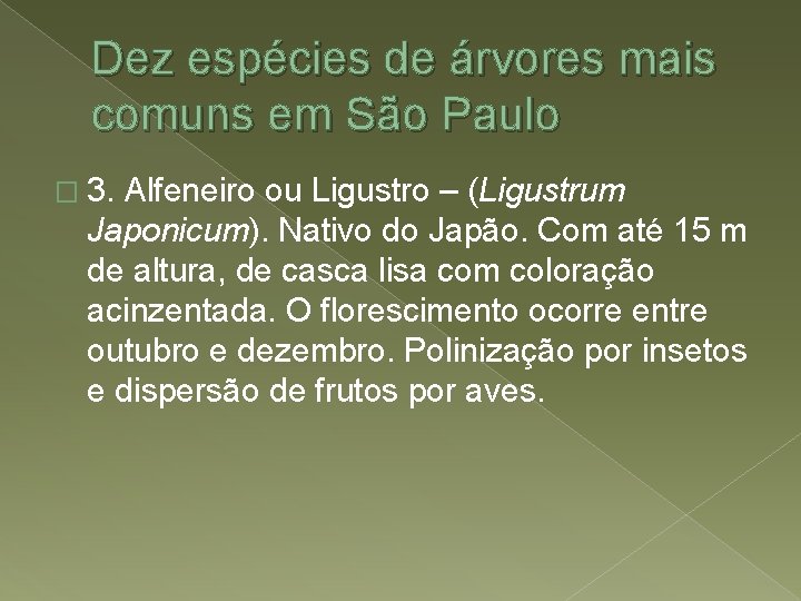 Dez espécies de árvores mais comuns em São Paulo � 3. Alfeneiro ou Ligustro