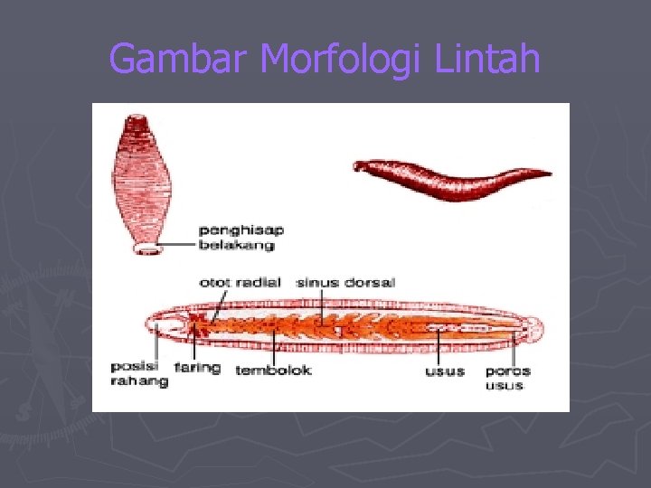 Gambar Morfologi Lintah 