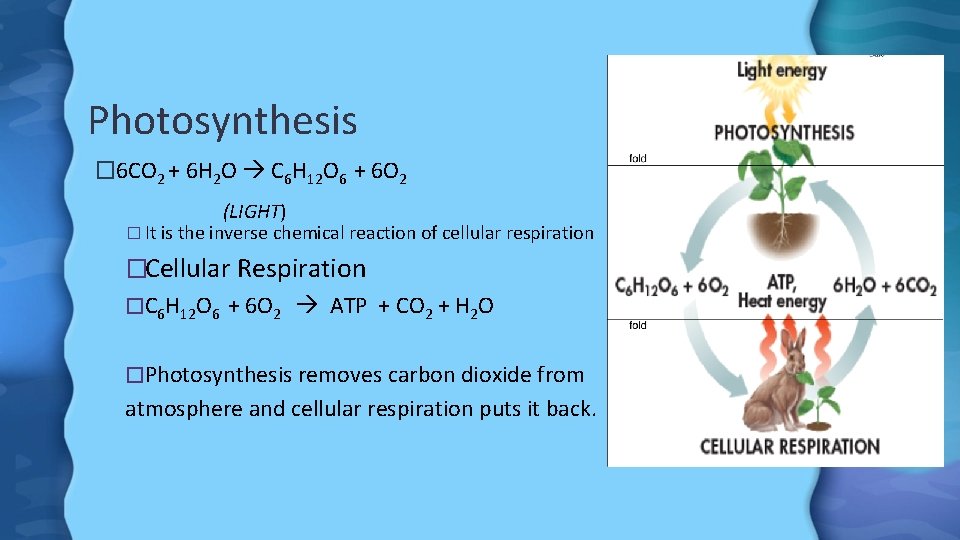 Photosynthesis � 6 CO 2 + 6 H 2 O C 6 H 12