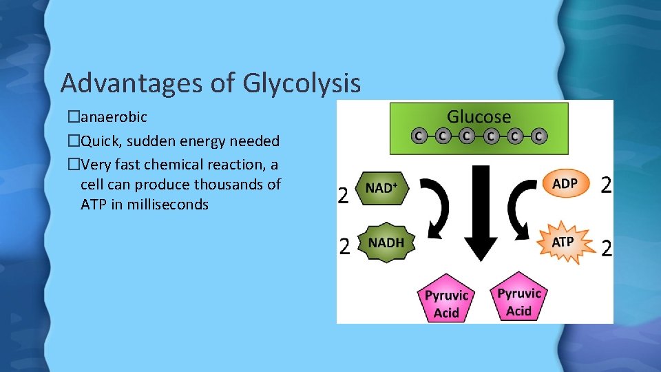 Advantages of Glycolysis �anaerobic �Quick, sudden energy needed �Very fast chemical reaction, a cell