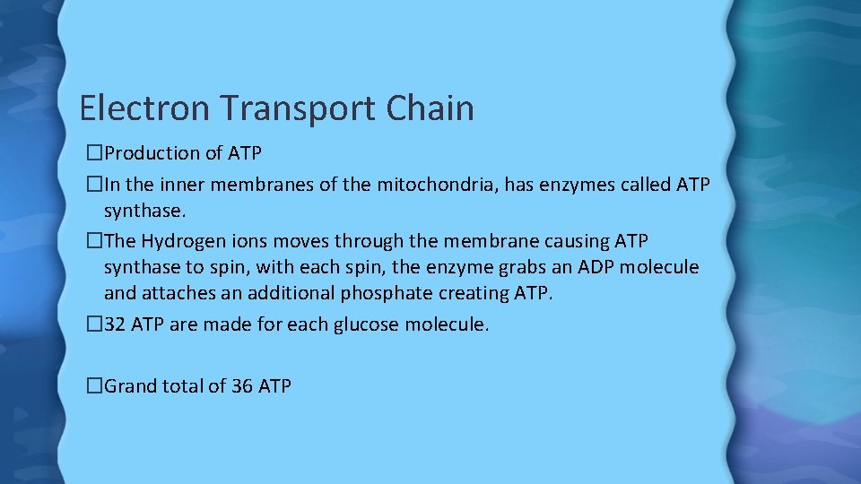 Electron Transport Chain �Production of ATP �In the inner membranes of the mitochondria, has