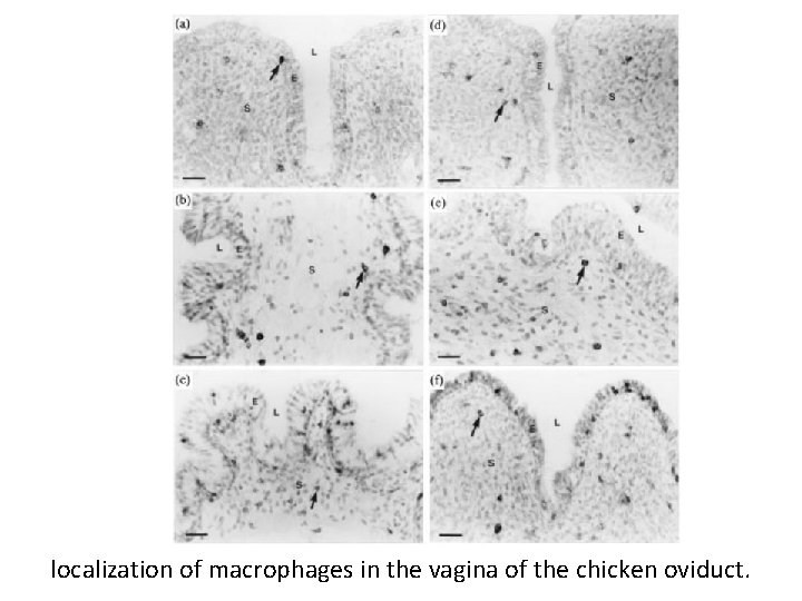 localization of macrophages in the vagina of the chicken oviduct. localization of macrophages in the vagina of the chicken oviduct.