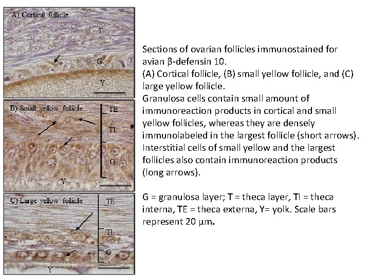 Sections of ovarian follicles immunostained for avian β-defensin 10. (A) Cortical follicle, (B) small Sections of ovarian follicles immunostained for avian β-defensin 10. (A) Cortical follicle, (B) small