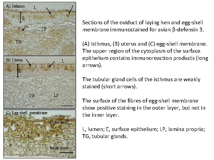 Sections of the oviduct of laying hen and egg-shell membrane immunostained for avian β-defensin Sections of the oviduct of laying hen and egg-shell membrane immunostained for avian β-defensin