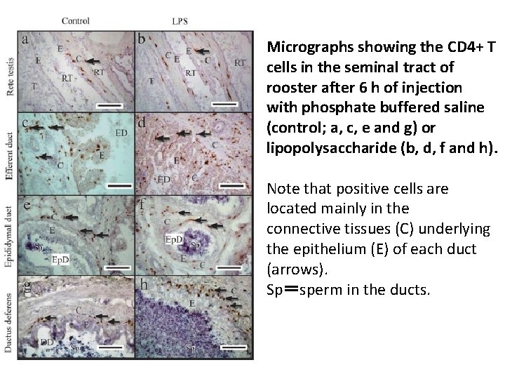 Micrographs showing the CD 4+ T cells in the seminal tract of rooster after Micrographs showing the CD 4+ T cells in the seminal tract of rooster after