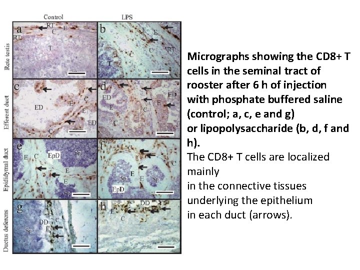 Micrographs showing the CD 8+ T cells in the seminal tract of rooster after Micrographs showing the CD 8+ T cells in the seminal tract of rooster after