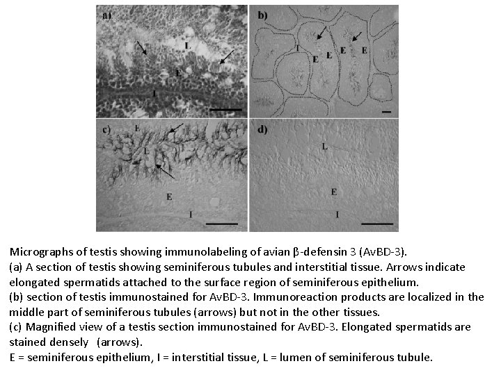 Micrographs of testis showing immunolabeling of avian β-defensin 3 (Av. BD-3). (a) A section Micrographs of testis showing immunolabeling of avian β-defensin 3 (Av. BD-3). (a) A section