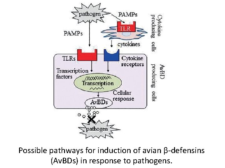 Possible pathways for induction of avian β-defensins (Av. BDs) in response to pathogens. Possible pathways for induction of avian β-defensins (Av. BDs) in response to pathogens.