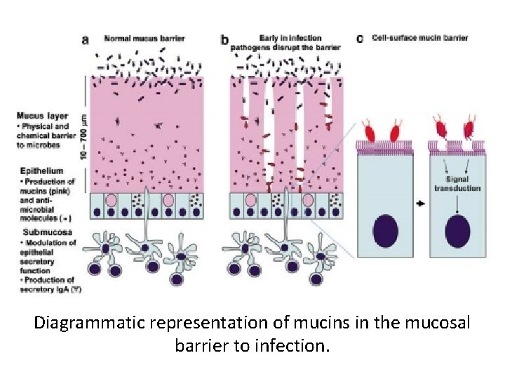 Diagrammatic representation of mucins in the mucosal barrier to infection. Diagrammatic representation of mucins in the mucosal barrier to infection.
