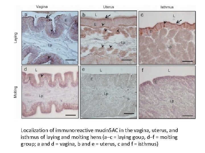 Localization of immunoreactive mucin 5 AC in the vagina, uterus, and isthmus of laying Localization of immunoreactive mucin 5 AC in the vagina, uterus, and isthmus of laying