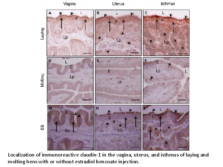 Localization of immunoreactive claudin-1 in the vagina, uterus, and isthmus of laying and molting Localization of immunoreactive claudin-1 in the vagina, uterus, and isthmus of laying and molting