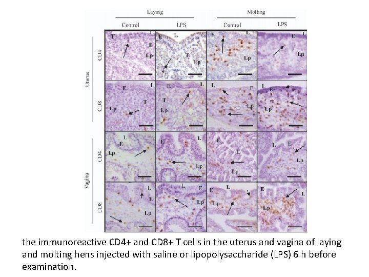 the immunoreactive CD 4+ and CD 8+ T cells in the uterus and vagina the immunoreactive CD 4+ and CD 8+ T cells in the uterus and vagina