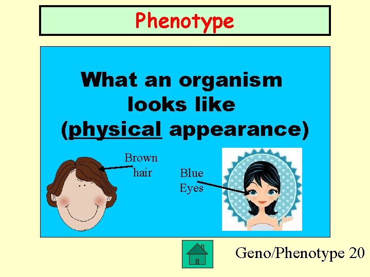 Phenotype What an organism looks like (physical appearance) Brown hair Blue Eyes Geno/Phenotype 20