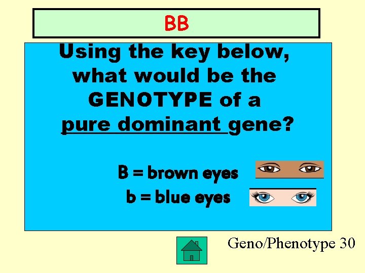 BB Using the key below, what would be the GENOTYPE of a pure dominant
