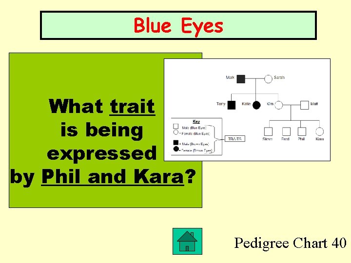 Blue Eyes What trait is being expressed by Phil and Kara? Pedigree Chart 40