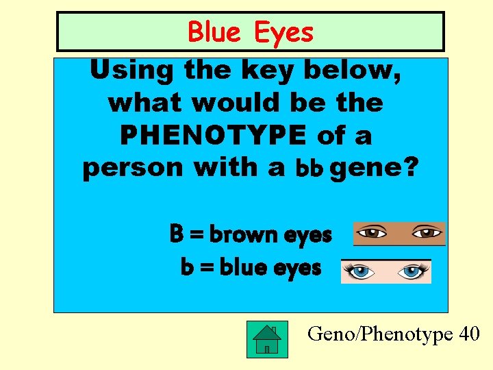 Blue Eyes Using the key below, what would be the PHENOTYPE of a person