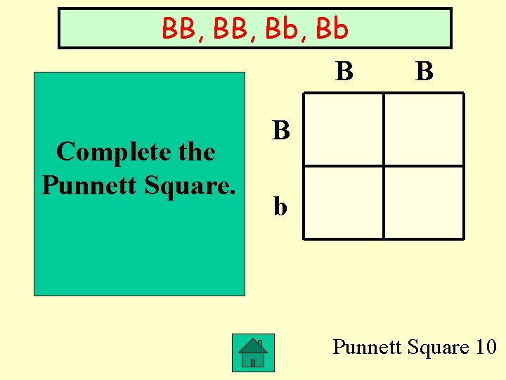 BB, Bb, Bb B Complete the Punnett Square. B B b Punnett Square 10