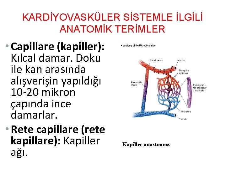 KARDİYOVASKÜLER SİSTEMLE İLGİLİ ANATOMİK TERİMLER • Capillare (kapiller): Kılcal damar. Doku ile kan arasında