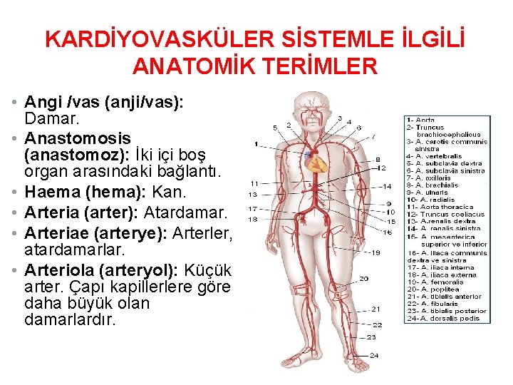 KARDİYOVASKÜLER SİSTEMLE İLGİLİ ANATOMİK TERİMLER • Angi /vas (anji/vas): Damar. • Anastomosis (anastomoz): İki