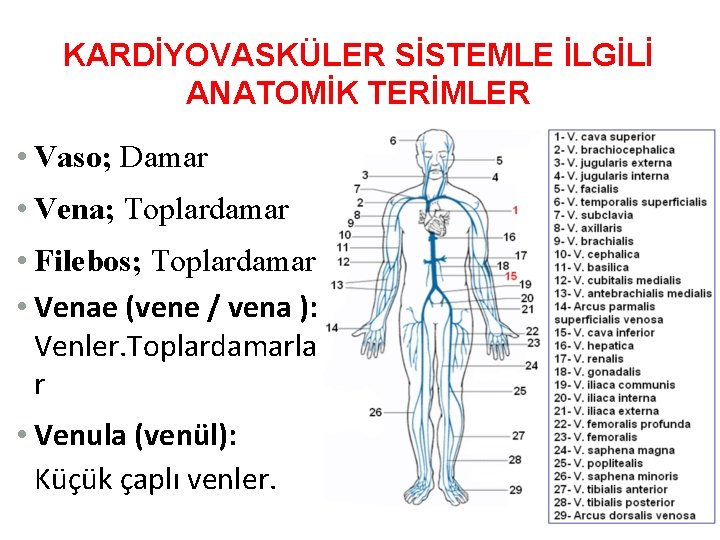 KARDİYOVASKÜLER SİSTEMLE İLGİLİ ANATOMİK TERİMLER • Vaso; Damar • Vena; Toplardamar • Filebos; Toplardamar