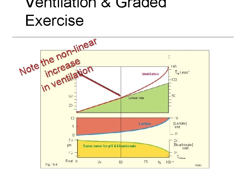 Ventilation & Graded Exercise r a e n i l n o n e