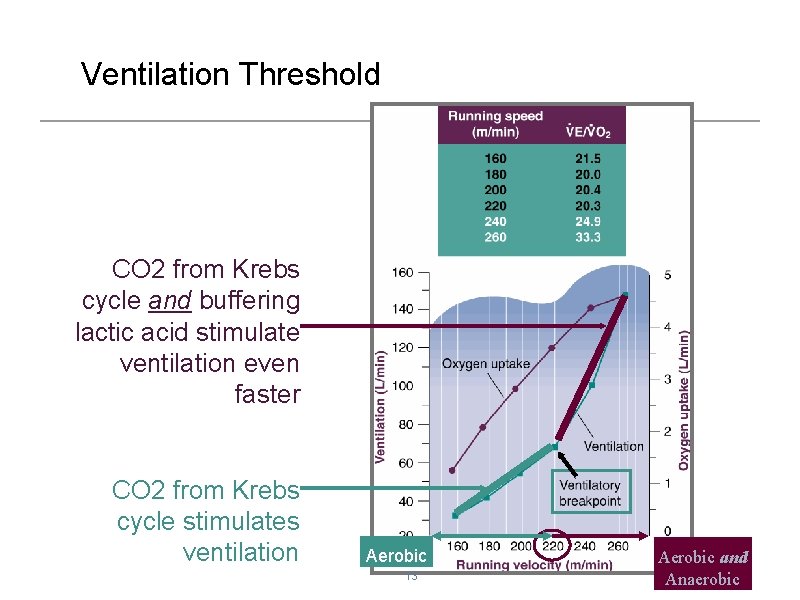 Ventilation Threshold CO 2 from Krebs cycle and buffering lactic acid stimulate ventilation even