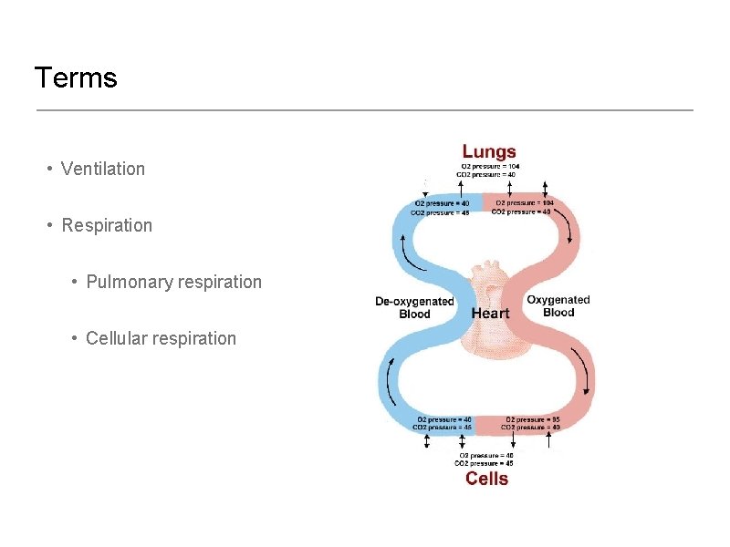 Terms • Ventilation • Respiration • Pulmonary respiration • Cellular respiration 