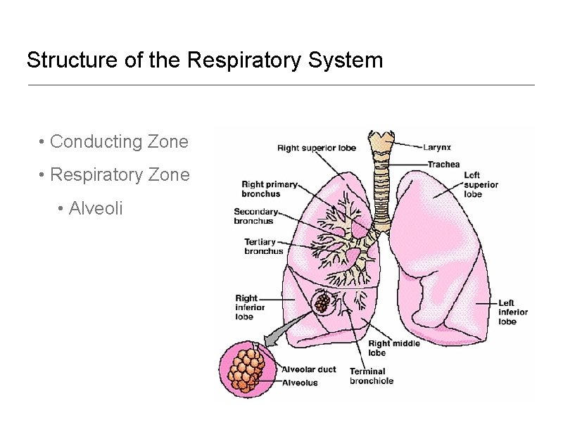 Structure of the Respiratory System • Conducting Zone • Respiratory Zone • Alveoli 