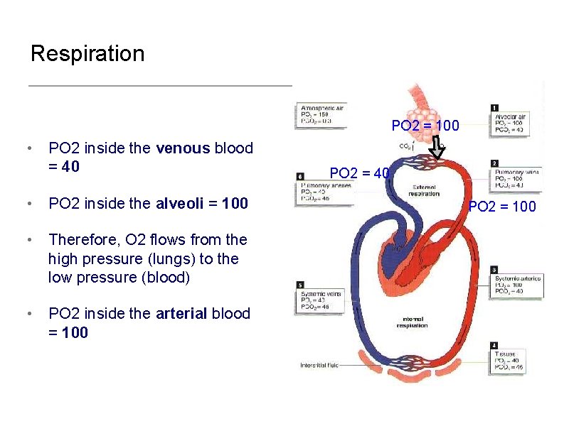 Respiration PO 2 = 100 • PO 2 inside the venous blood = 40