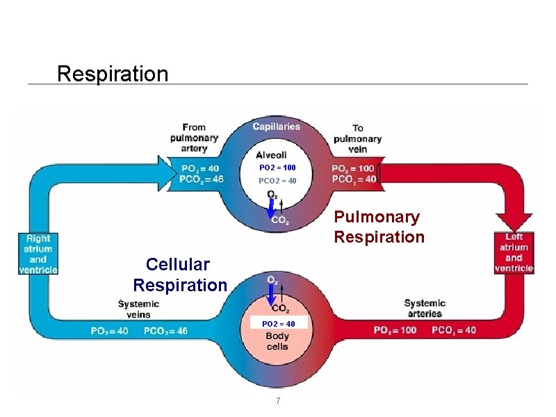 Respiration PO 2 = 100 PCO 2 = 40 Pulmonary Respiration Cellular Respiration PO