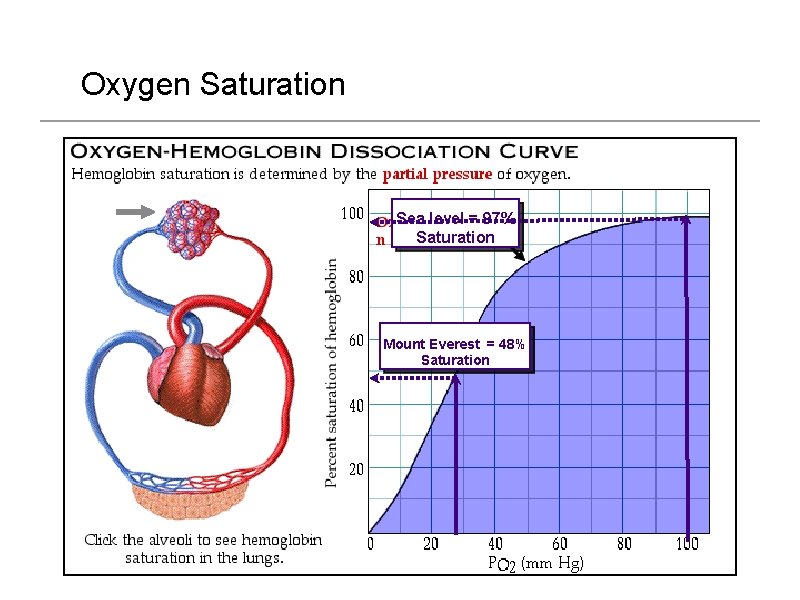 Oxygen Saturation Sea level = 97% Saturation Mount Everest = 48% Saturation 