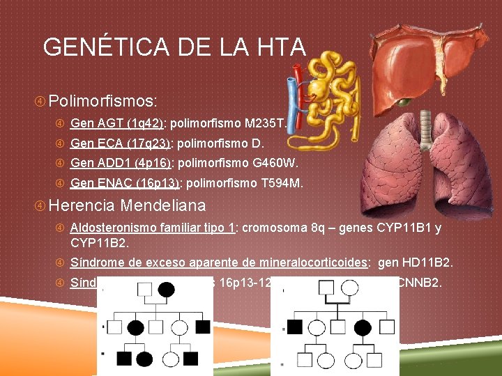 GENÉTICA DE LA HTA Polimorfismos: Gen AGT (1 q 42): polimorfismo M 235 T.