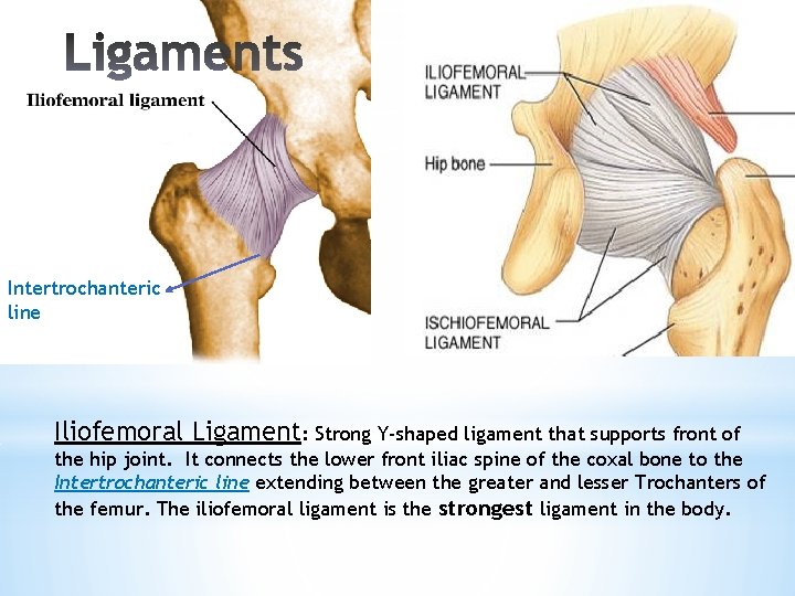 Intertrochanteric line Iliofemoral Ligament: Strong Y-shaped ligament that supports front of the hip joint.