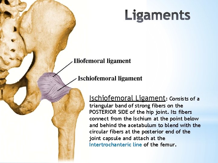 Ischiofemoral Ligament: Consists of a triangular band of strong fibers on the POSTERIOR SIDE