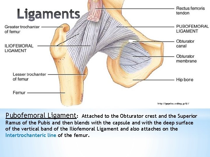 http: //gopokes. exblog. jp/i 2/ Pubofemoral Ligament: Attached to the Obturator crest and the