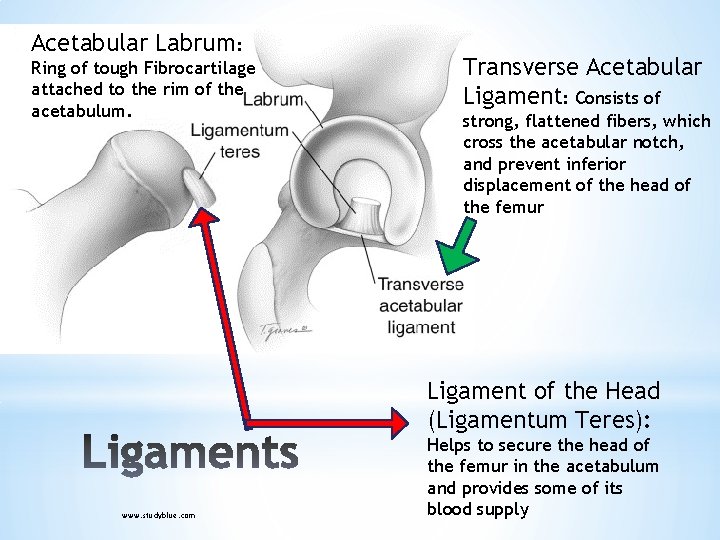 Acetabular Labrum: Ring of tough Fibrocartilage attached to the rim of the acetabulum. Transverse