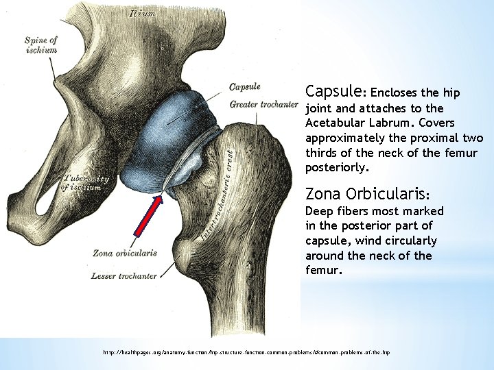 Capsule: Encloses the hip joint and attaches to the Acetabular Labrum. Covers approximately the