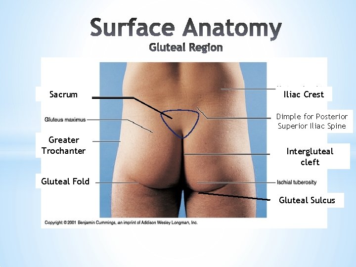 Sacrum Iliac Crest Dimple for Posterior Superior Iliac Spine Greater Trochanter Intergluteal cleft Gluteal