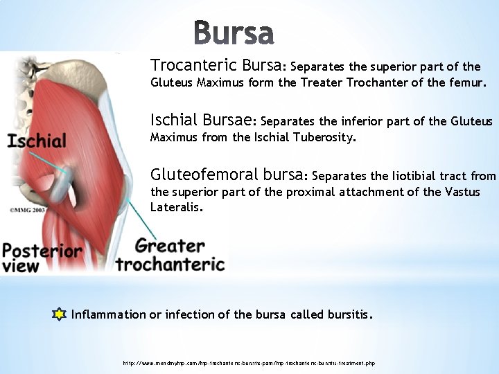 Trocanteric Bursa: Separates the superior part of the Gluteus Maximus form the Treater Trochanter