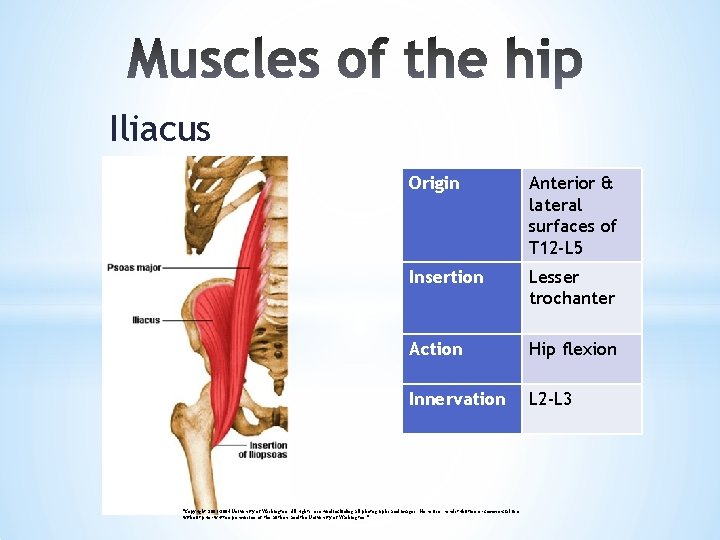Iliacus Origin Anterior & lateral surfaces of T 12 -L 5 Insertion Lesser trochanter