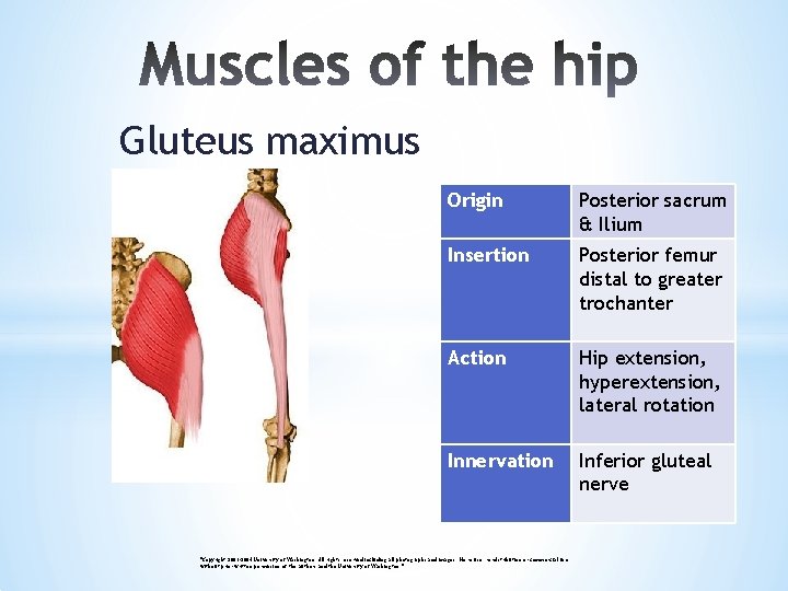 Gluteus maximus Origin Posterior sacrum & Ilium Insertion Posterior femur distal to greater trochanter