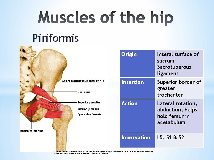 Piriformis Origin Interal surface of sacrum Sacrotuberous ligament Insertion Superior border of greater trochanter