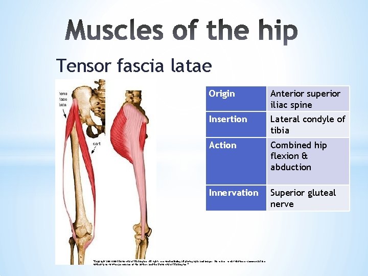 Tensor fascia latae Origin Anterior superior iliac spine Insertion Lateral condyle of tibia Action
