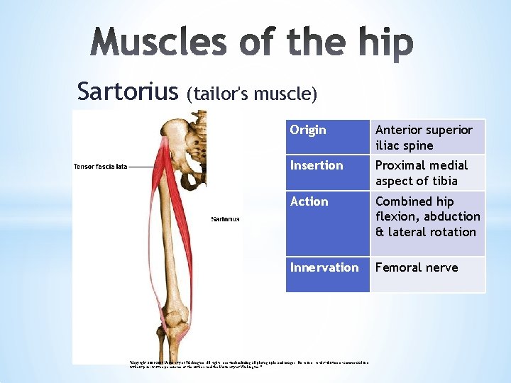 Sartorius (tailor's muscle) Origin Anterior superior iliac spine Insertion Proximal medial aspect of tibia